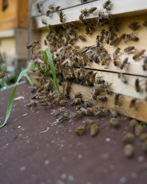 Viele Bienen am Flugloch einer Holzbeute, Nahaufnahme