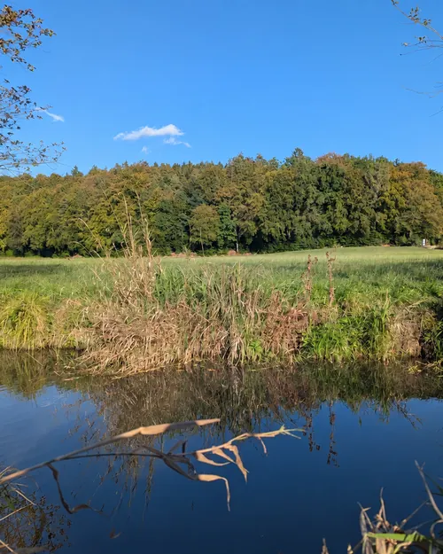 Stilles Gewässer vor einer Wiese und Mischwald unter blauem Himmel