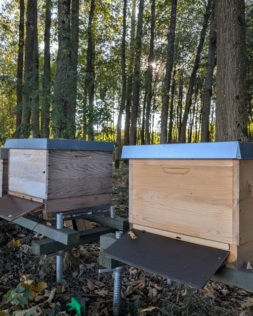 Bienenbeuten auf einem Waldbienenstand im Abendlicht, Herbstlaub am Boden